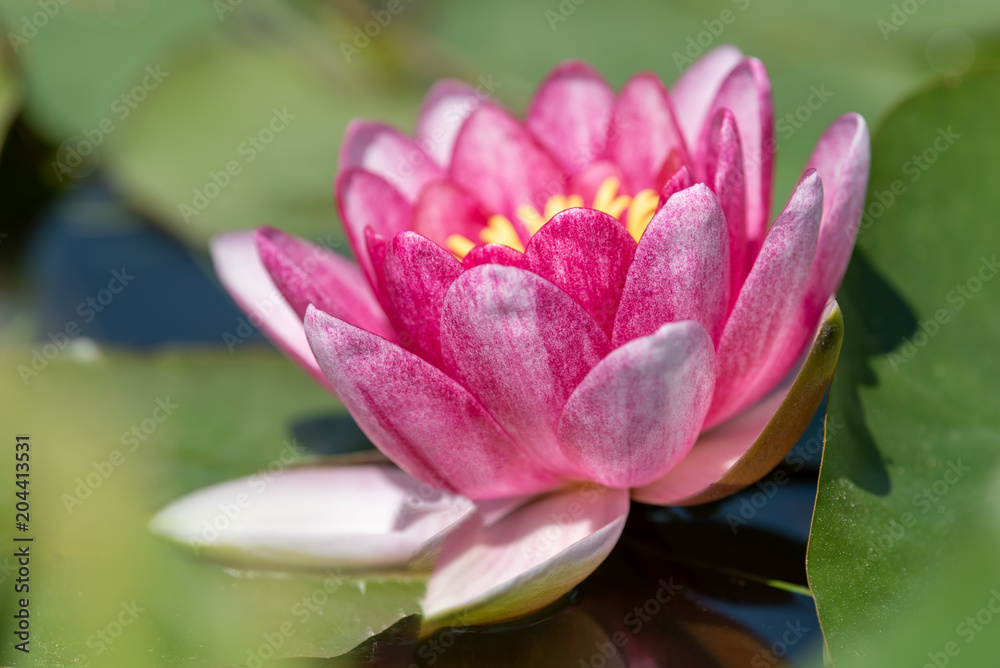 Seerosenblüte im Biotop