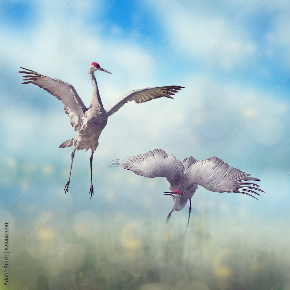 Fototapeta premium Pair of Sandhill Cranes courtship dance