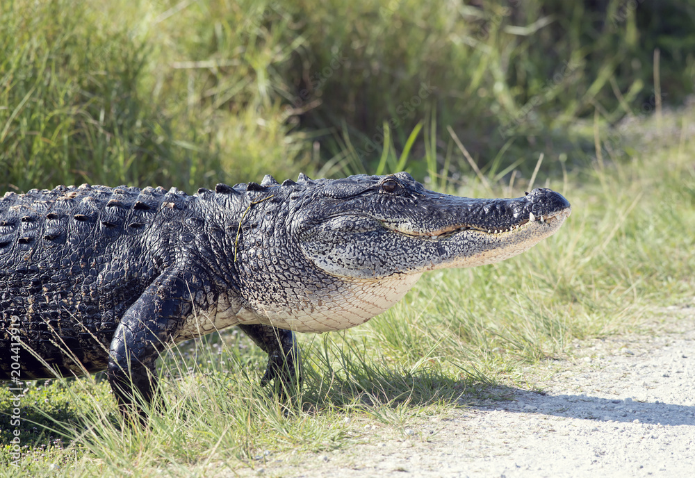 Obraz premium Large alligator walking