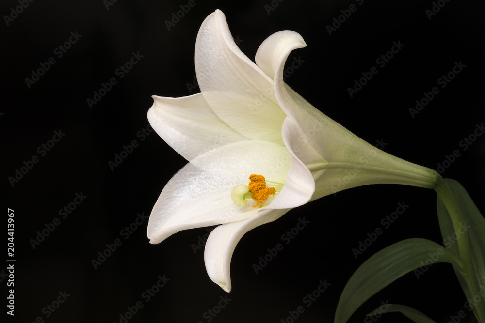 Obraz premium A White Lily Flower