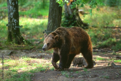 Ursus arctos - Orso bruno