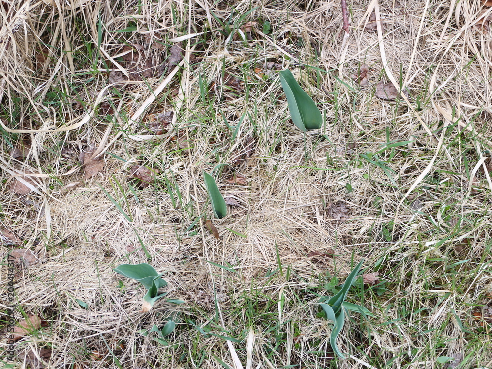 the first spring grass grows through dry leaves the first spring grass grows through dry leaves