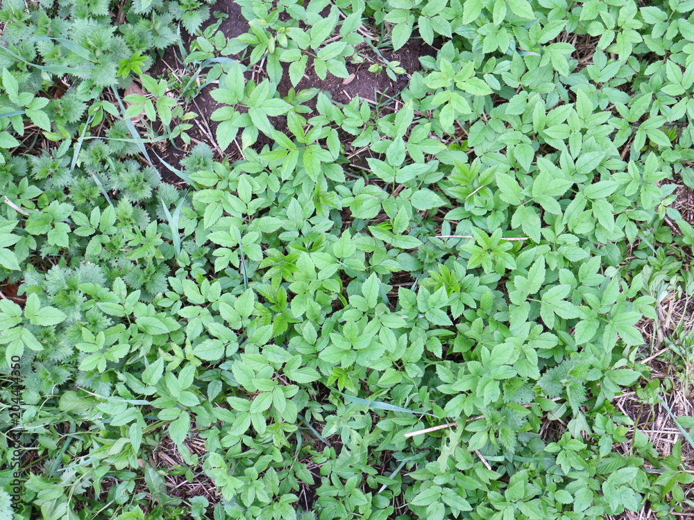 the first spring grass grows through dry leaves the first spring grass grows through dry leaves