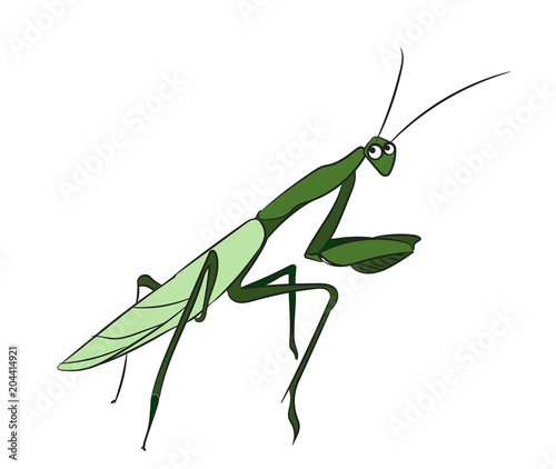 mantis color. vector