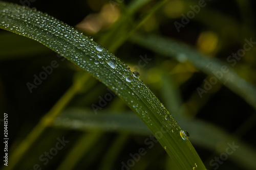 morning dew