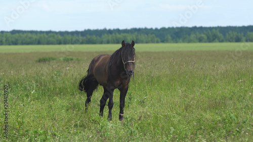 Horses graze in the meadow. Horses grazing on the summer green pasture. © Alex Traveler