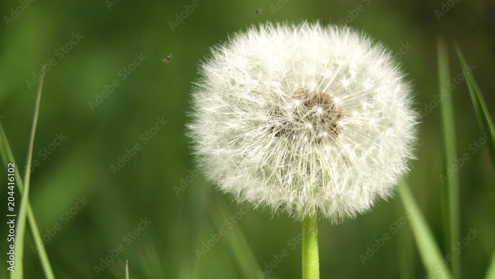 Fototapeta premium Dandelion Seed Head ,on blurry background,macro close-up. Dandelions, dandelion meadow, white flowers in green grass.