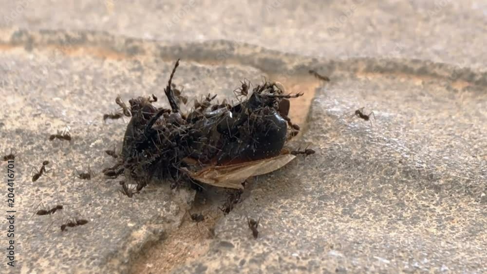 Ants eat a dead beetle on the sidewalk