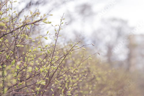 Beautiful spring bush with young leaves