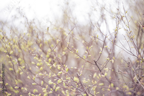 Beautiful spring bush with young leaves © Ferny