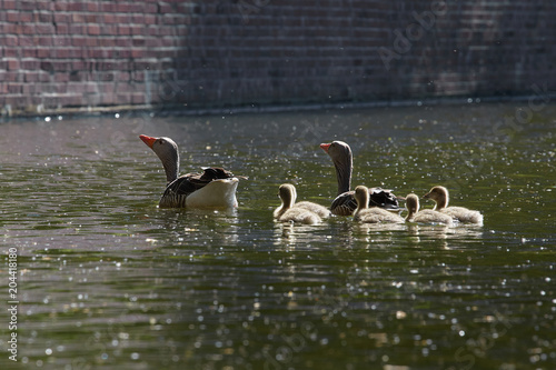 Gänsefamilie macht einen Ausflug auf dem Eilbekkanal in Hamburg
