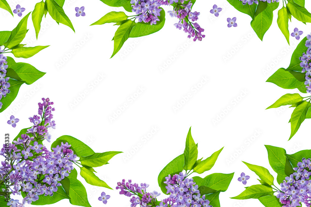 Fototapeta spring flowers lilac