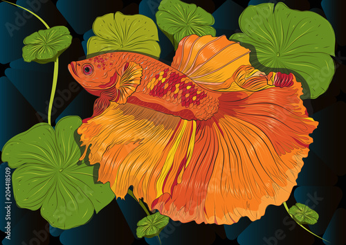 Vector color drawing of  betta illustation.