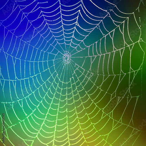 Spider web with dew drop on colorful blurred background. close-up. Concept