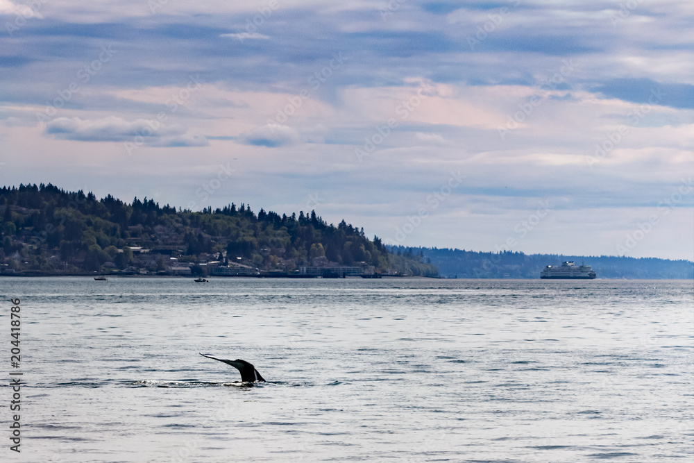 Fototapeta premium Fluke of Gray Whale Dissapears into the Puget Sound in Background a Washington State Ferry