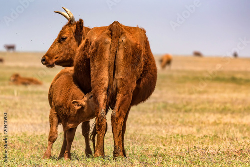 Young calf drinks milk from cow in field