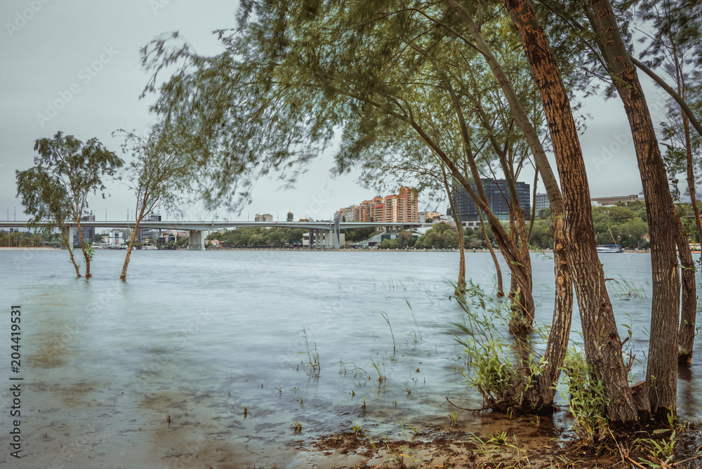 Obraz premium trees in water