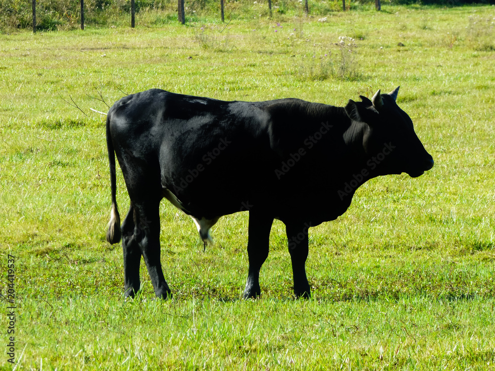 Angus cattle in Uruguaiana, Brazil Angus cattle in Uruguaiana, Brazil