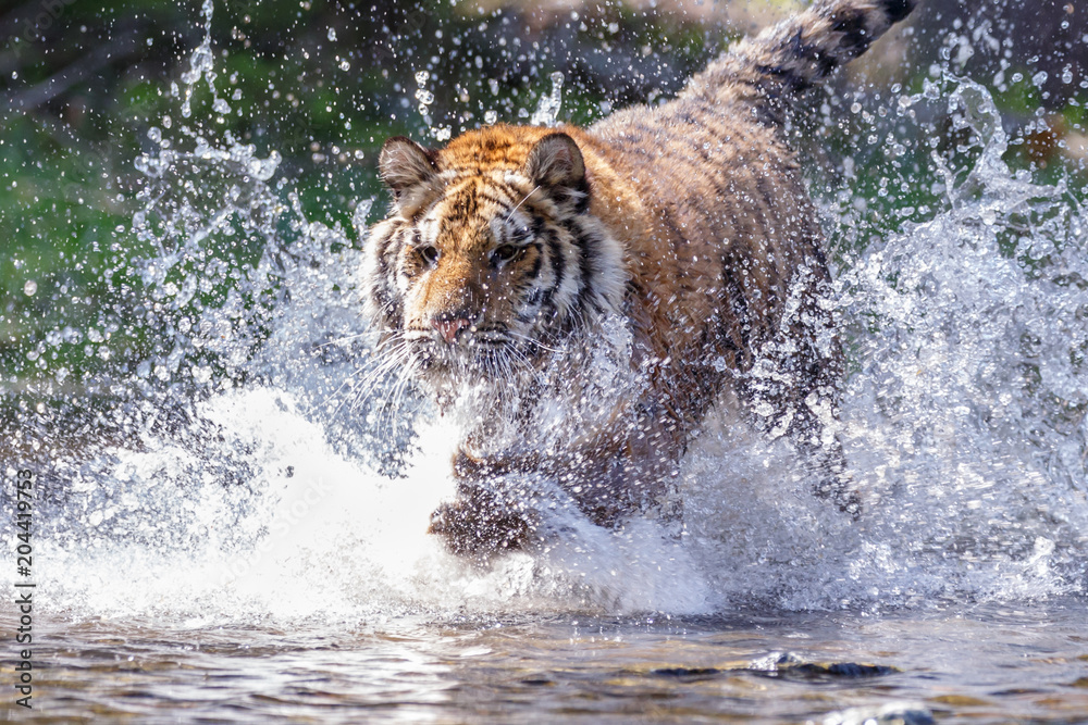 Fototapeta premium Sibirischer Tiger im See
