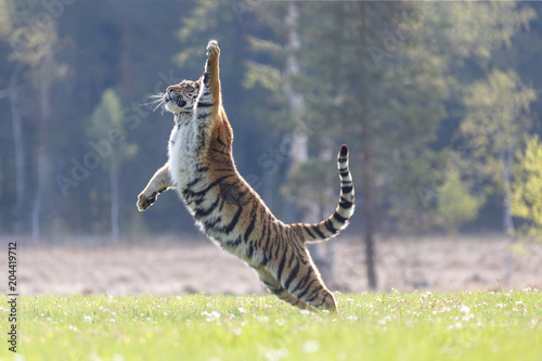 Fototapeta Naklejka Na Ścianę i Meble -  Sibirischer Tiger im Sprung