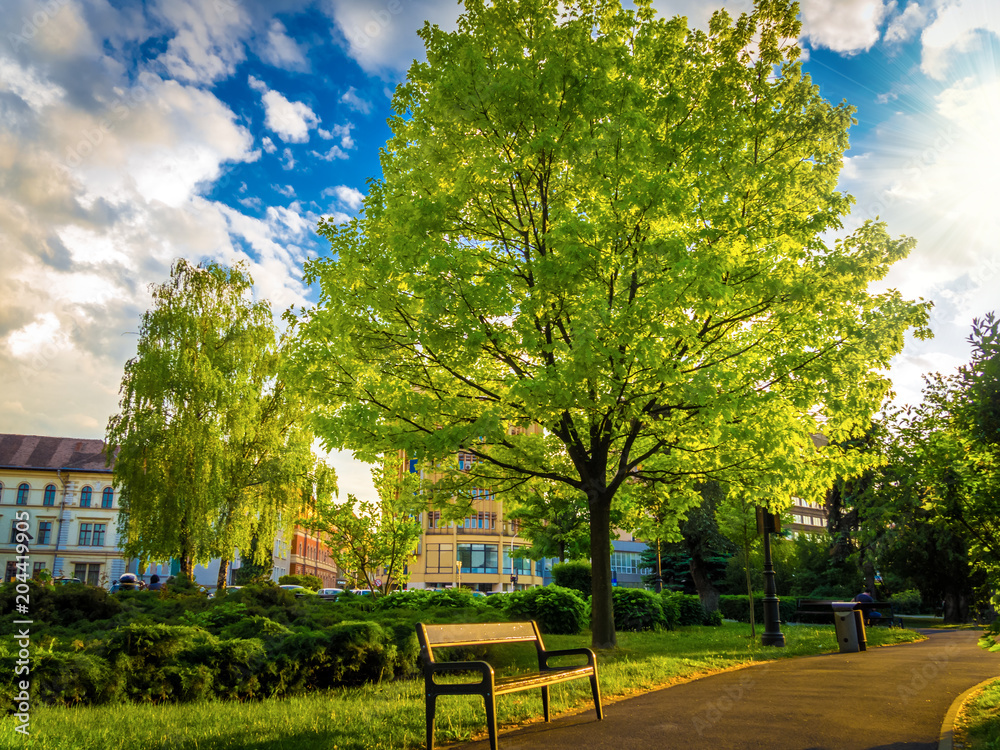 Obraz premium Fresh green tree into the central park of Brasov city, in spring season, Romania