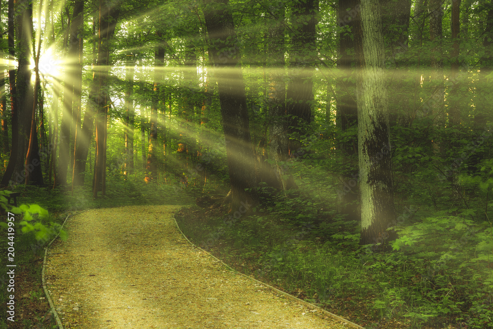 Fototapeta premium sunny forest path