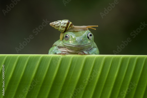 Snail walking on head frog and make tickled frog photo