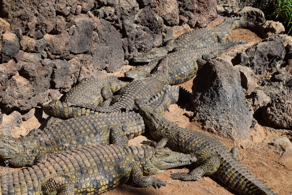 Crocodiles Crocodiles