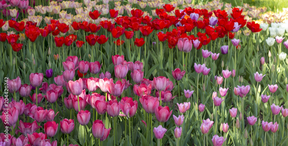 Close-up of pink tulips in a field of pink flowers