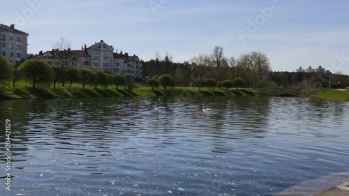 Two white swans swimming in the river on the background of river, trees, houses. Spring, the General plan, outdoor day. photo