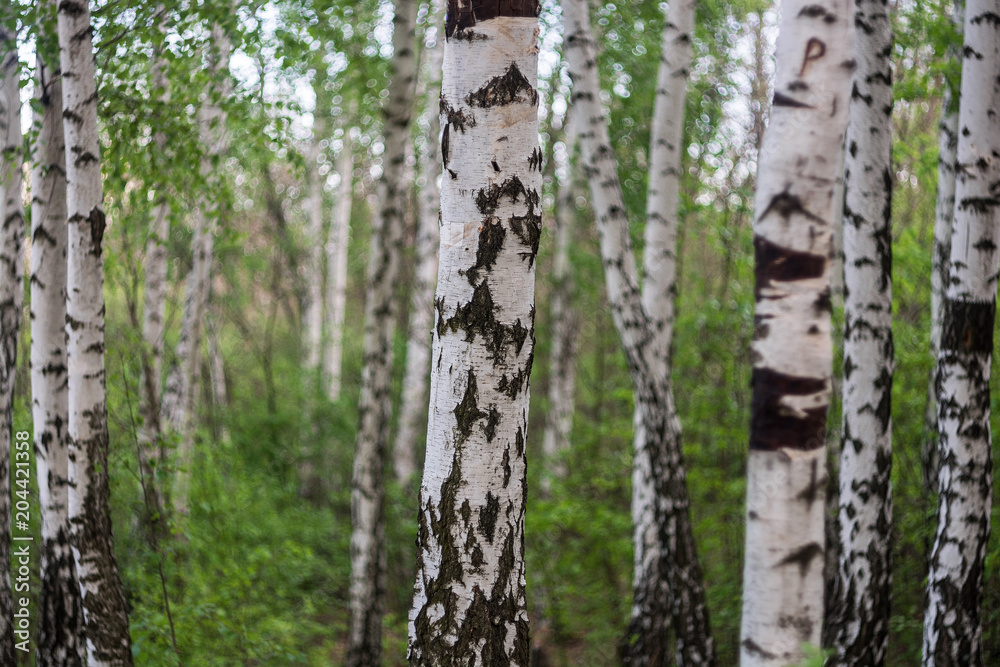 Grove of birch trees with green leaves in spring Grove of birch trees with green leaves in spring