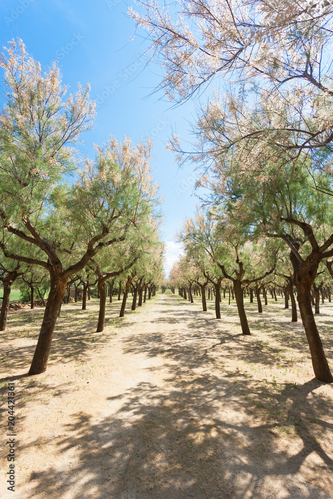 Spiaggia Terme, Apulia - Camping ground within a tiny little forest Spiaggia Terme, Apulia - Camping ground within a tiny little forest