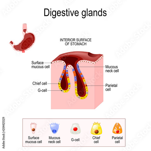 Structure of a Digestive gland
