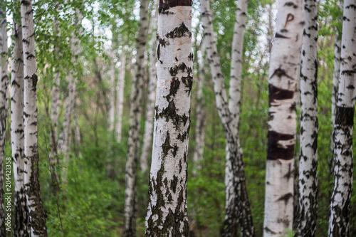 Grove of birch trees with green leaves in spring