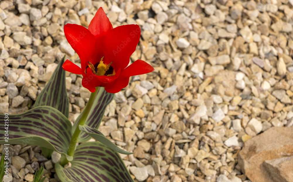 red tulips grow on a flower bed next to a green meadow