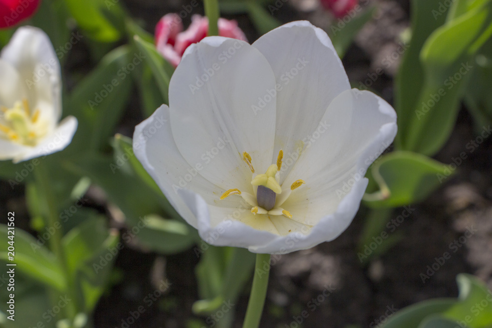 White tulips growing on the lawn White tulips growing on the lawn