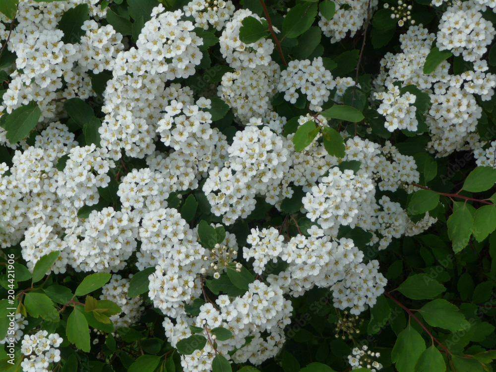 Blooming spirea in the garden (Spiraea vanhouttei) Blooming spirea in the garden (Spiraea vanhouttei)
