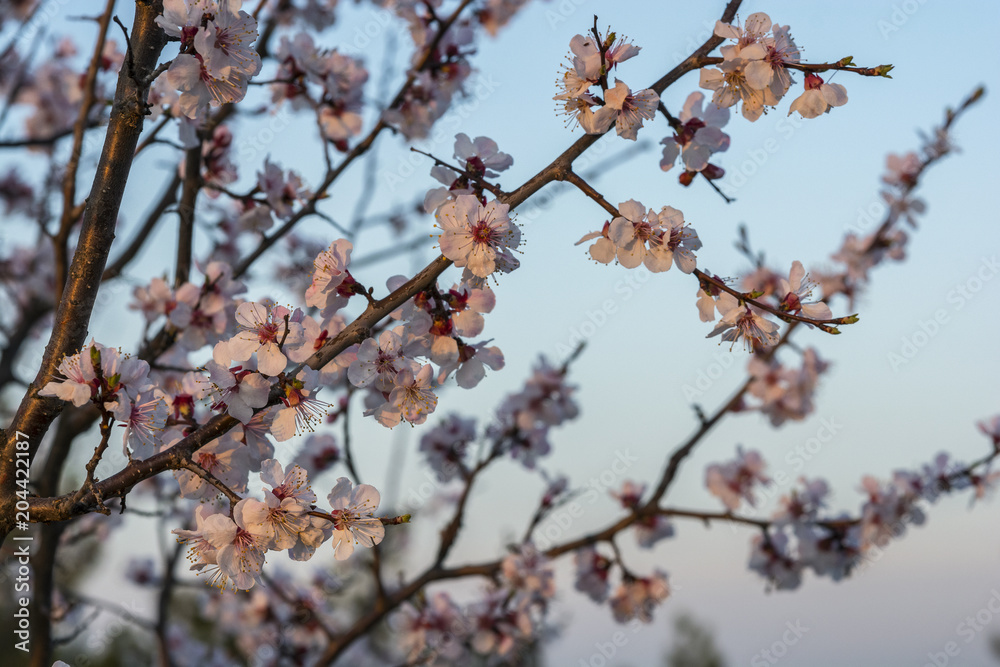 Flowers bloom in the trees in the spring season Flowers bloom in the trees in the spring season
