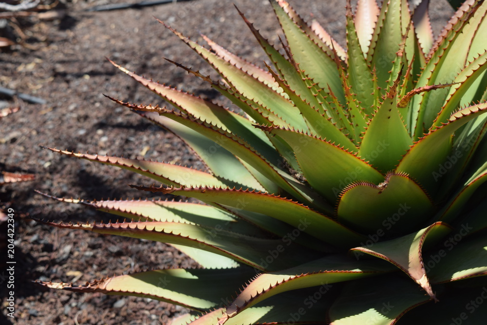 Aloe Broomi, Latin Xanthorrhoeaceae, Cactus plants Aloe Broomi, Latin Xanthorrhoeaceae, Cactus plants