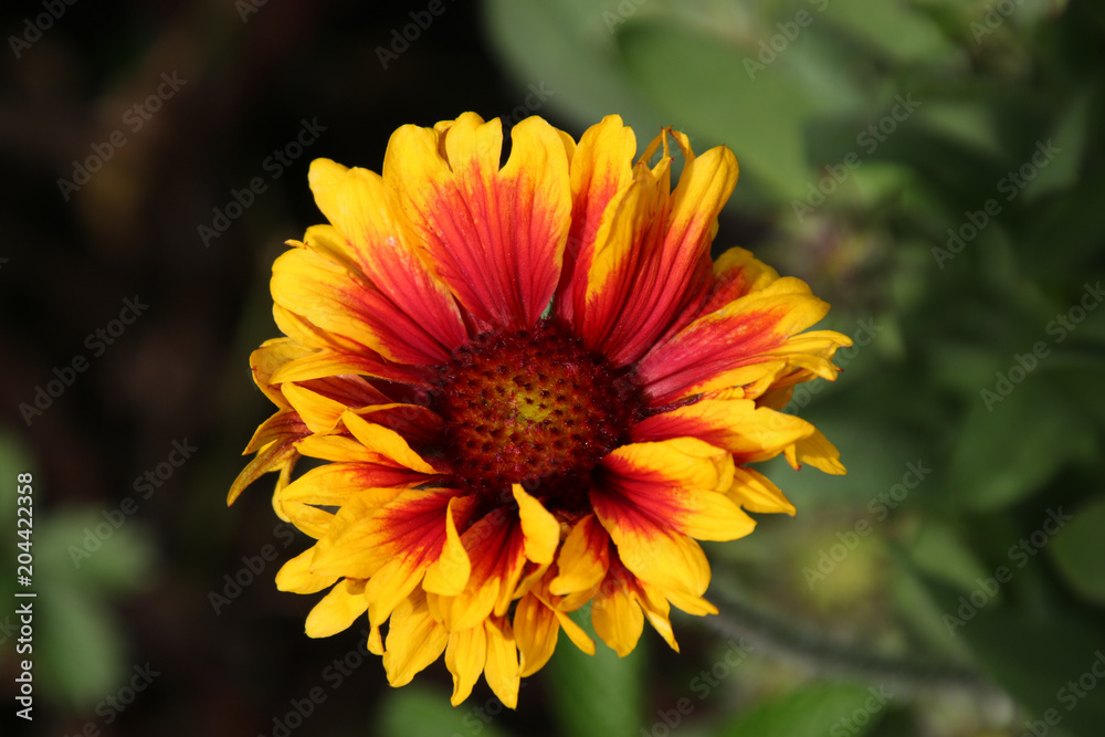 Gaillardia Grandiflora, Perennial blanket flower red and yellow Gaillardia Grandiflora, Perennial blanket flower red and yellow
