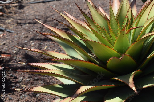 Aloe Broomi, Latin Xanthorrhoeaceae, Cactus plants