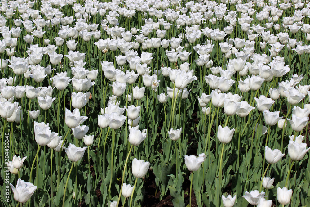 Fototapeta premium White tulips in the meadow