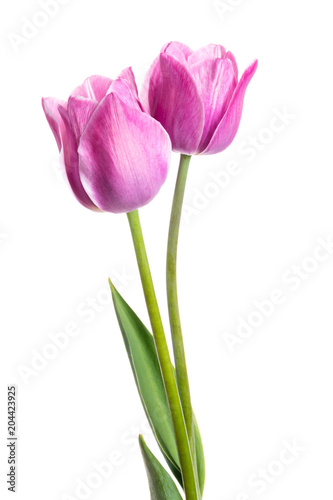 Two spring flowers. Tulips isolated on white. © Yury Kisialiou