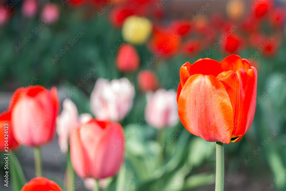 Tulip flower red spring flowerbed close up Tulip flower red spring flowerbed close up
