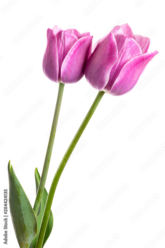 Two spring flowers. Tulips isolated on white. Two spring flowers. Tulips isolated on white.