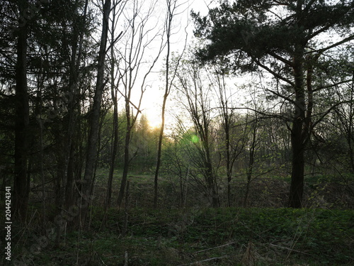 Evening sunlight through trees