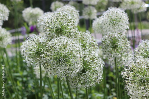 Big Allium in the garden