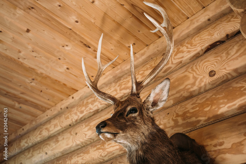 Brown deer head on wooden wall background. Animals draft or trophy decorative object. Taxidermy