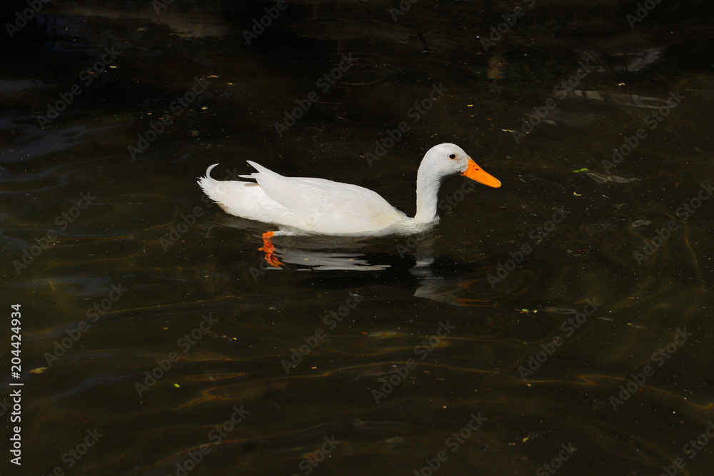 White anitidae mallard duck White anitidae mallard duck