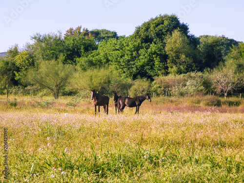 Three horses in the countryside - pampa region (Uruguaiana, Brazil) photo